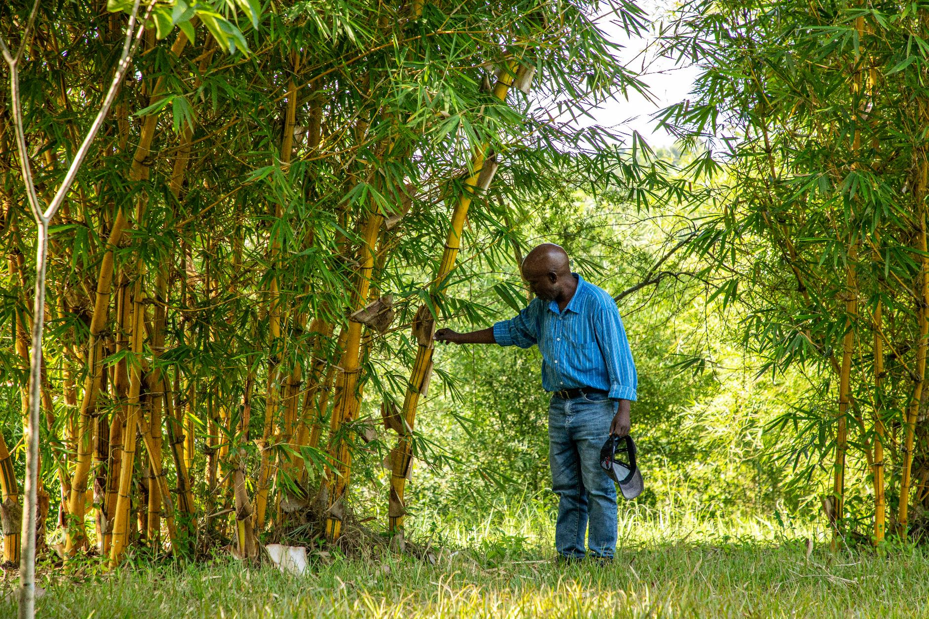 Bamboo in Uganda