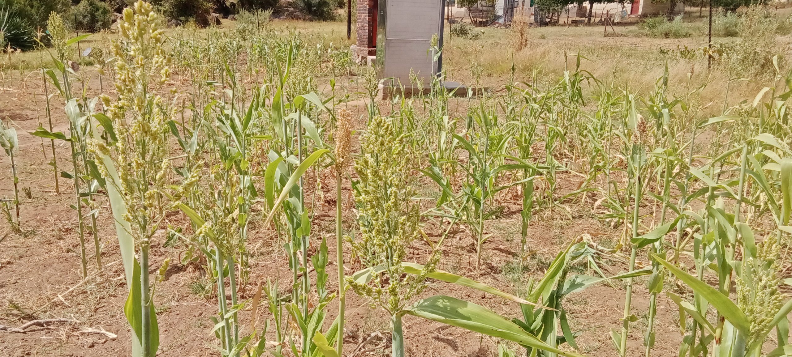 IMG 20240327 104451 scaled