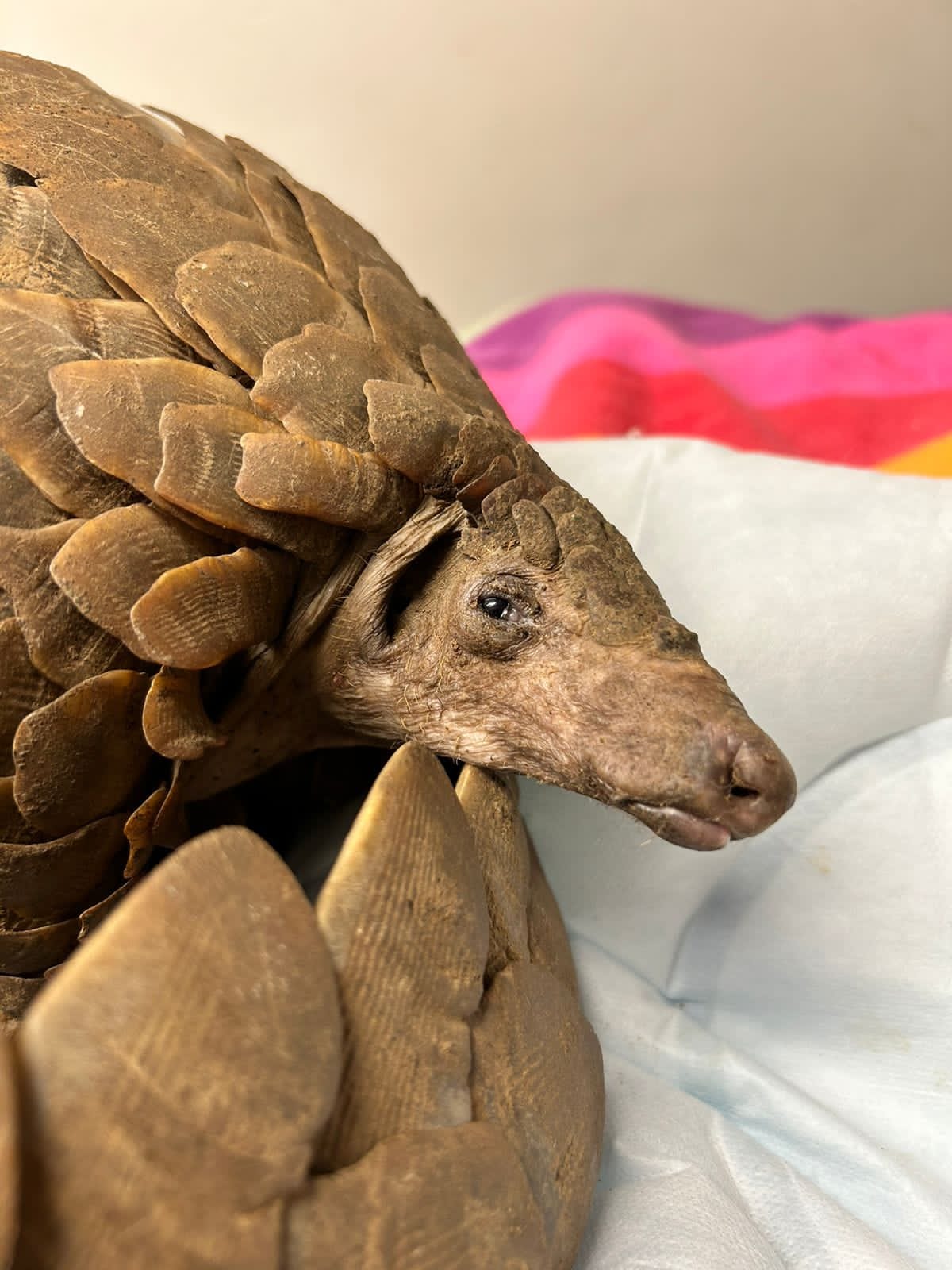 IMG 20240520 WA0013 5