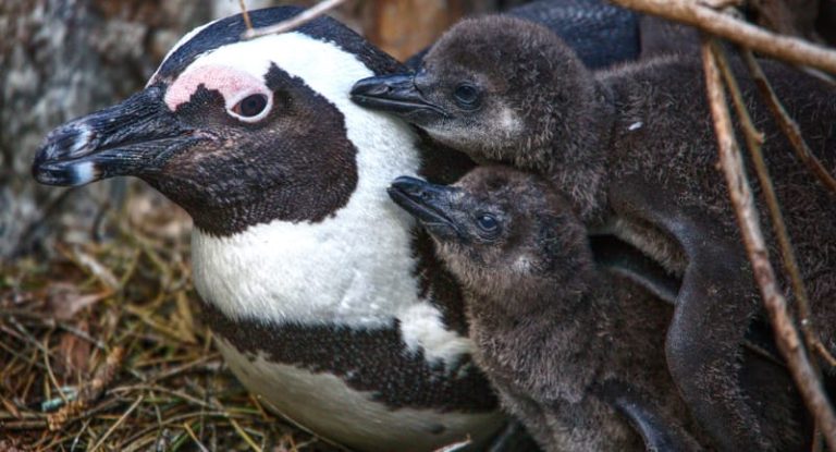 The courtcase regarding African penguin conservation has been postponed due to the State's delayed response. I