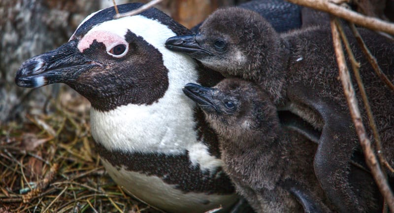 The courtcase regarding African penguin conservation has been postponed due to the State's delayed response. I