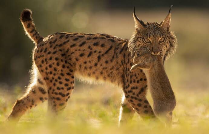 Iberian lynx population making slow progress into the wild. Image: The Seattle Times