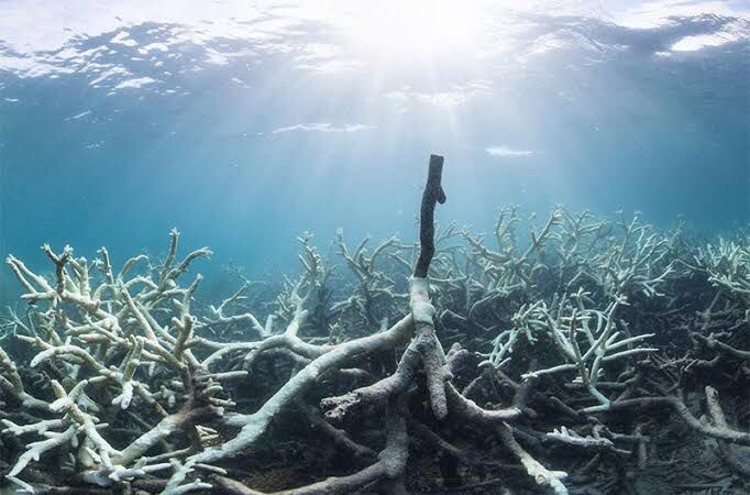 Catastrophic bleaching in the Great Barrier Reef causes concern for Australian scientists