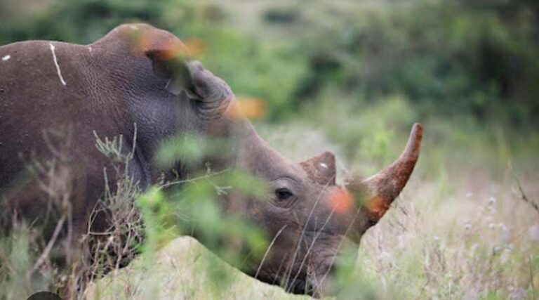 Rhino poaching dropped 16%
