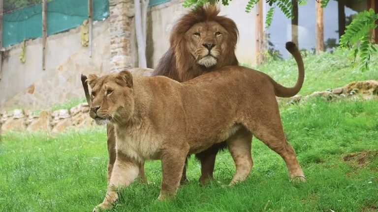 Yoda and Ysis: the journey of two lion cubs back to South Africa. Image: Daily Sun.