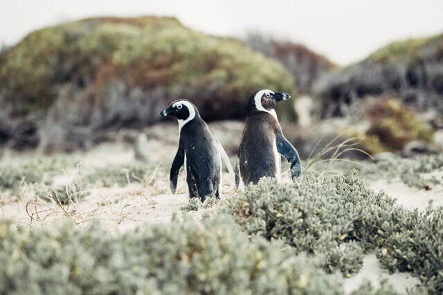 Court steps in to Save African penguins: commercial fishing prohibited. Image: African Insider .