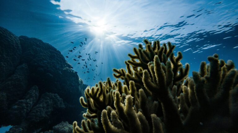 Ocean acidification is worse than we ever anticipated [Marek Okon/Oceanographic]