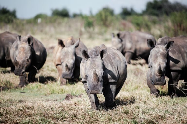 A group of Southern White Rhinos captured in South Africa's North West province in 2023. Credit: Luca Sola /AFP