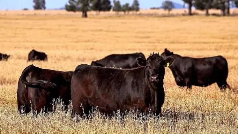 Foot-and-Mouth Disease Spread Intensifies in KZN Due to Illegal Livestock Movement
