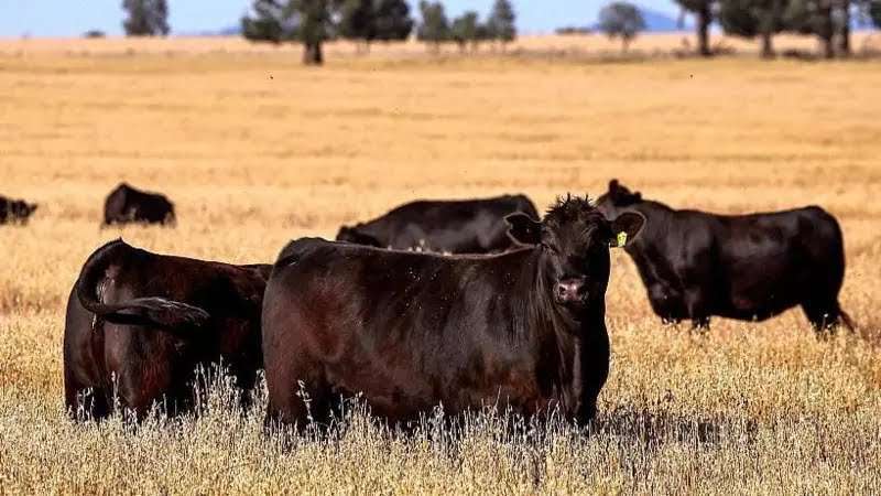 Foot-and-Mouth Disease Spread Intensifies in KZN Due to Illegal Livestock Movement