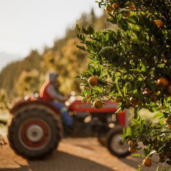 South African citrus industry thrives despite challenges. Image: BusinessLive.