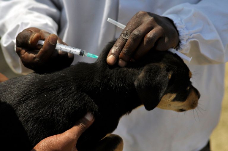 Vaccination campaign underway in Limpopo after rabies outbreak.