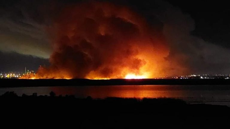 Highly flammable alien plants like stone pines and date palms contributed to the rapid spread of Cape Town’s 2021 Table Mountain fire, new UCT research finds. Image: Mail & Guardian