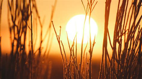 Sunset casting a golden glow over dry grass, symbolizing the intense heatwave.