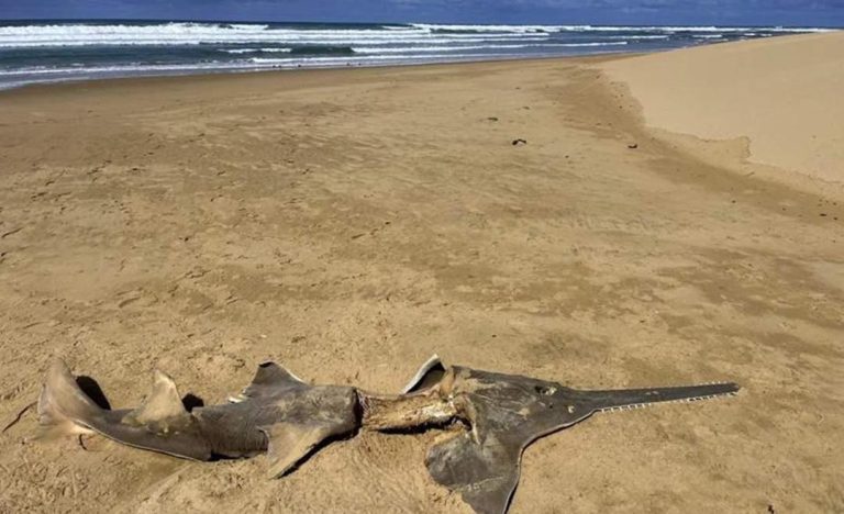 Rare sawfish discovered at Birha River Mouth on Eastern Cape coastline